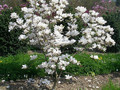 Magnolia pośrednia (Magnolia soulangeana) Superba c3 90-110cm 2