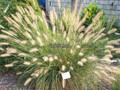 Trawa rozplenica japońska (Pennisetum) piórkówka Hameln c2 2