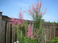 tamaryszek pięciopręcikowy (Tamarix pentandra, Tamarix ramosissima) Pink Cascade c3 60-80cm 1