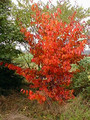 Parocja perska (Parrotia persica) Select c4 80-110cm 5
