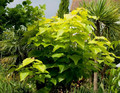 Katalpa, surmia (Catalpa bignonioides) Aurea c7 w formie drzewka 130-150cm 1