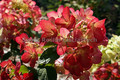 .Hortensja bukietowa (Hydrangea) Diamant Rouge syn. Rendia c3 30-40cm 6