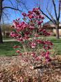 Magnolia Till March Frost c4 60-90cm 3