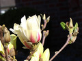 Magnolia pośrednia (Magnolia soulangeana) Sunrise c5 20-40cm 3