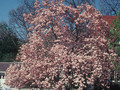 Magnolia pośrednia (Magnolia soulangeana) Satisfaction rewelacyjna c3 170-200 cm 2