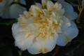 Kamelia japońska (Camellia japonica) Brushfield Yellow sadzonka 2