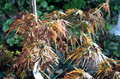 Klon palmowy szczepiony (Acer palm.) Emma c3 80-110cm 2
