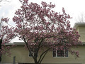 Magnolia pośrednia (Magnolia soulangeana) Satisfaction rewelacyjna c3 170-200 cm 3