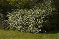 Tawuła szara (Spiraea cinera) Grefsheim c2 50-70cm 6
