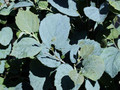 Fotergilla pośrednia (Fothergilla intermedia) Blue Shadow c2 40-60cm 2