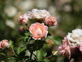 Róża rabatowa Carcassonne jasnoróżowa c4 60-70cm 1