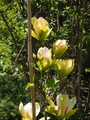 Magnolia Sunsation c5 90-120cm 6