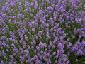 Lawenda wąskolistna (Lavendula angustifolia) Dark Hidcote Blue sadzonka 2