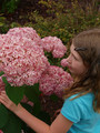 Hortensja drzewiasta (Hydrangea arbor.) Pink Annabelle (Anabelle) Invincibelle c3 3