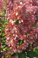 Hortensja bukietowa (Hydrangea) Pastelgreen c1 30-45cm 3