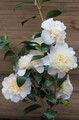 Kamelia japońska (Camellia japonica) Brushfield Yellow sadzonka c2 80-100cm 6