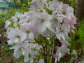 wiśnia piłkowana - Prunus serrulata  Amanogawa 60-70 cm 3