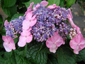 Hortensja ogrodowa (Hydrangea) Twist and Shout - Endless Summer sadzonka 1