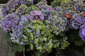 Hortensja ogrodowa (Hydrangea) Jip Blue c3 20-30cm 8