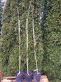 Dawidia chińska Davidia var. Vilmorina - drzewo chusteczkowe c5 150-180cm 5