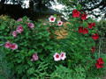 Hibiskus bylinowy (Hibiscus) Plum Crazy sadzonka 4