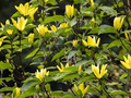 Magnolia Daphne rewelacyjna c5 100-120cm 1