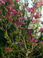 Magnolia Susan - kwitnie dwa razy w roku c1 100-120cm 3