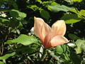 Magnolia Flamingo c3 100-130cm 1