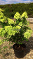 .Hortensja bukietowa (Hydrangea) Mojito c2 25-35cm 3