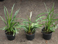 Liriope szafirkowe (Liriope muscari) Monroe White sadzonka 4