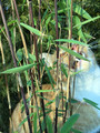 Bambus mrozoodporny (Fargesia nitida) Volcano Fargezja lśniąca c3 80-100cm 5