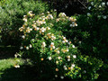 Róża pnąca Ghislaine de Feligonde żółta c2 100-120cm 2