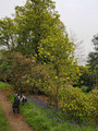 Magnolia Daphne rewelacyjna c5 100-120cm 4