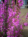 Krwawnica rózgowata (Lythrum virgatum) Dropmore Purple sadzonka 0,5l 6