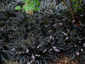 Konwalnik (Ophiopogon planiscapus) Niger, czarna trawa sadzonka 6