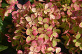 Hortensja bukietowa (Hydrangea) Pastelgreen c1 30-45cm 1