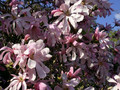 Magnolia gwiaździsta Rosea c5 120-160cm 1