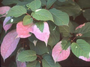 Kiwi pstrolistne, aktinidia (Actinidia kolomikta) Dr Szymanowski c2 80-100cm