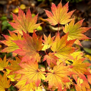 Klon Shirasawy (Acer shirasawum) Jordan c3 ok.50-60 cm