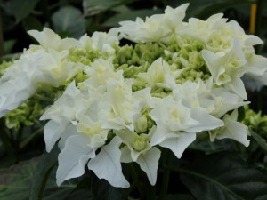 hortensja - seria Everbloom - Hydrangea Coco c4