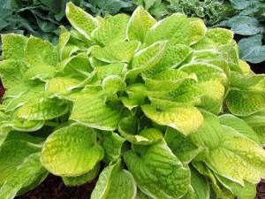 Funkia (Hosta) Saint Elmo's Fire sadzonka