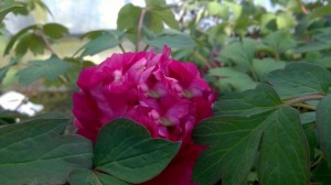 Piwonia drzewiasta (Paeonia suffruticosa) odm. chińska purpurowa