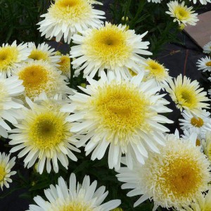 Jastrun (Leucanthemum) Real Glory sadzonka