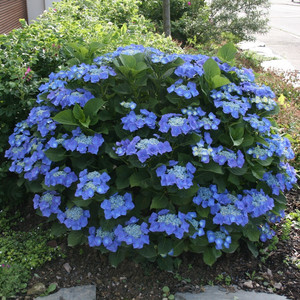 Hortensja ogrodowa (Hydrangea) Blue Sky chabrowa c3 40-60cm