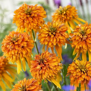 Jeżówka purpurowa (Echinacea) Marmalade sadzonka