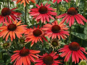 jeżówka purpurowa - Echinacea Hot Summer