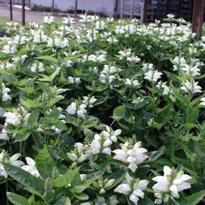 Żółwik ukośny (Chelone obliqua) Alba p9 sadzonka