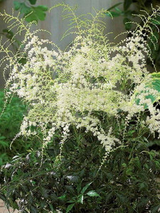 Tawułka pojedynczolistna (Astilbe simplicifolia) White Sensation c2