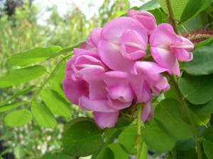 robinia, grochodrzew - Robinia hispida