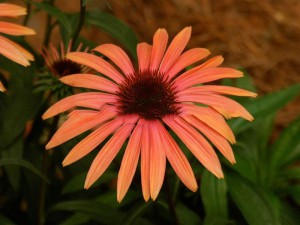 jeżówka purpurowa - Echinacea Jupiter